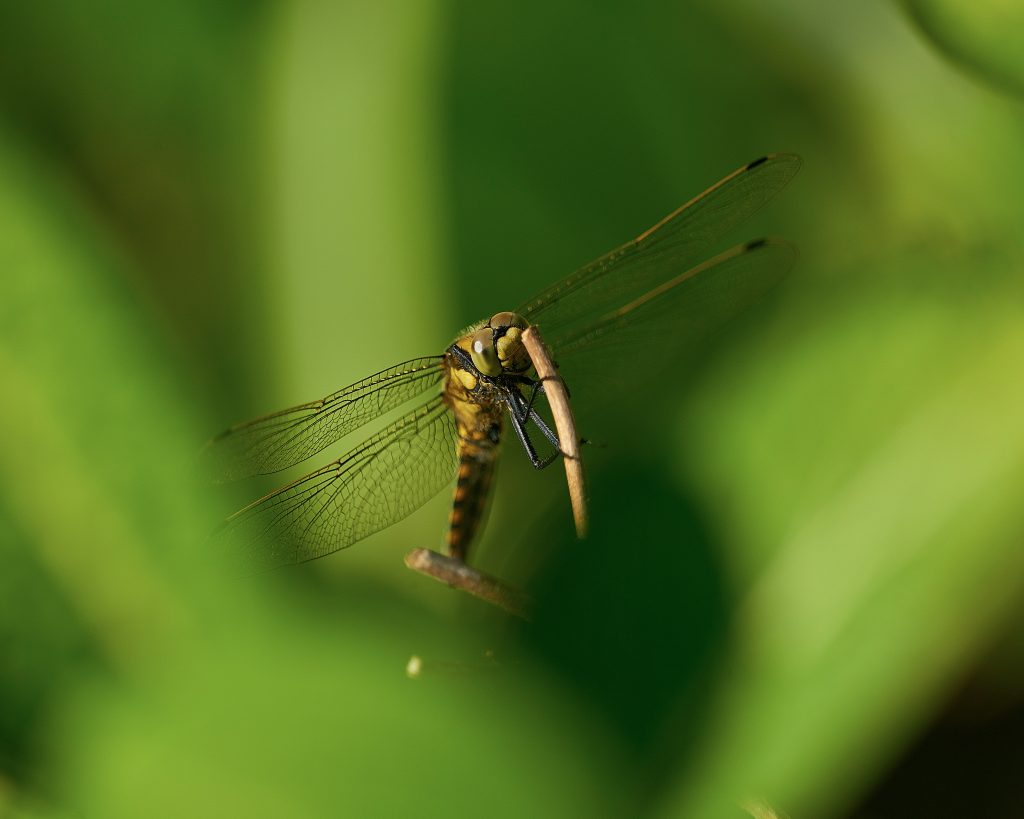 libelule in delta dunarii