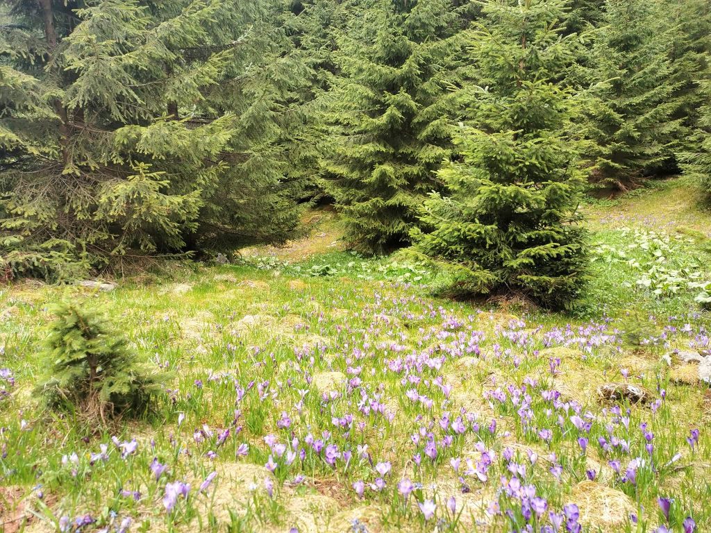 branduse sambata de sus