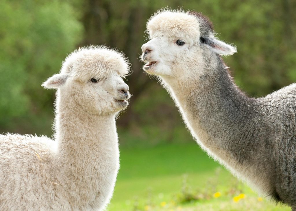 alpaca