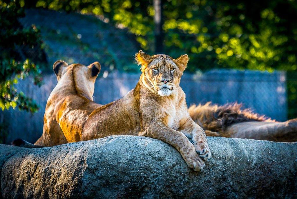 zoo brasov