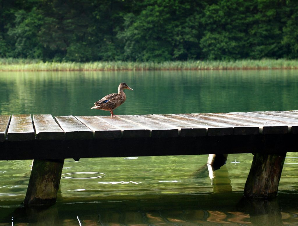 lac