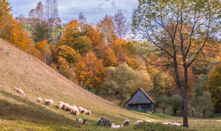 transilvania cu copiii