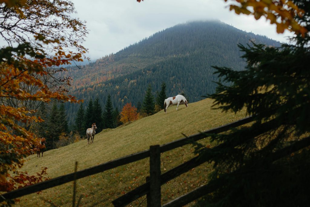 natura in Brasov