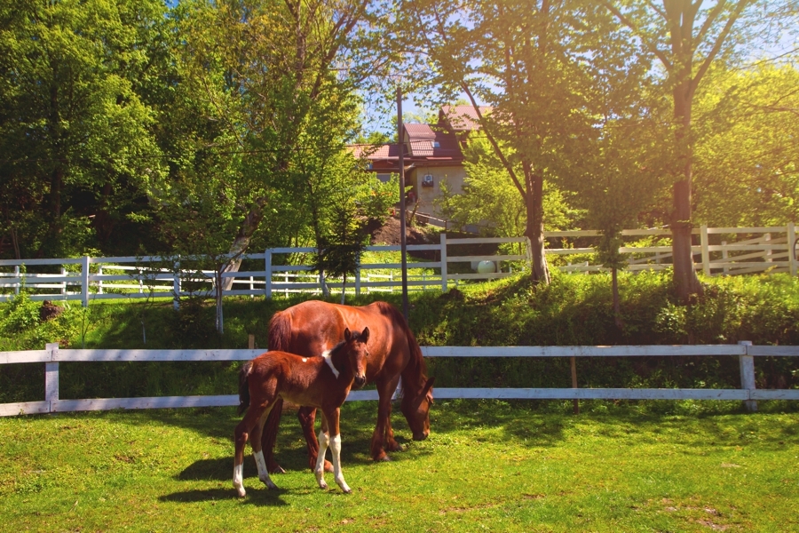 cazari langa sibiu cu cai