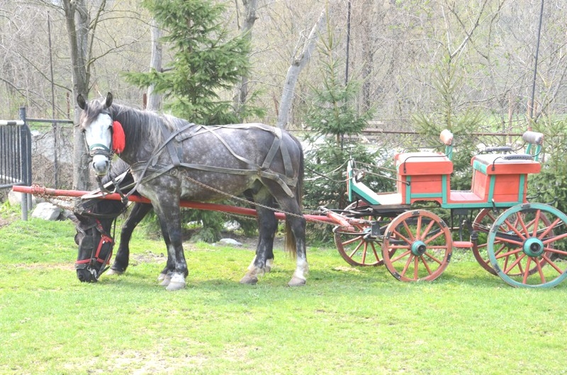 plimbari cu trasura sibiu